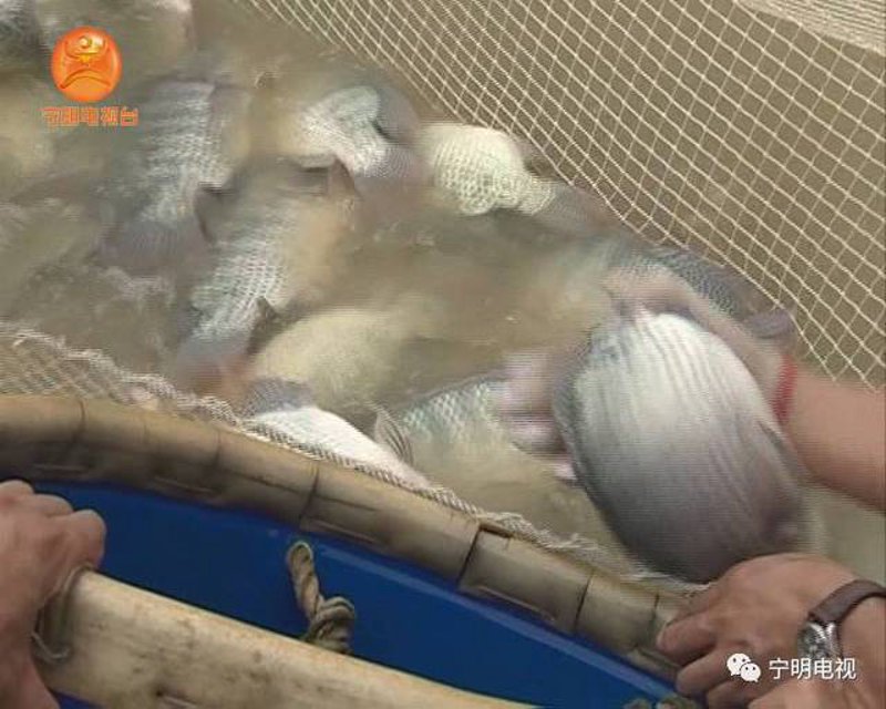 水产养殖基地：现代渔业的绿色引擎