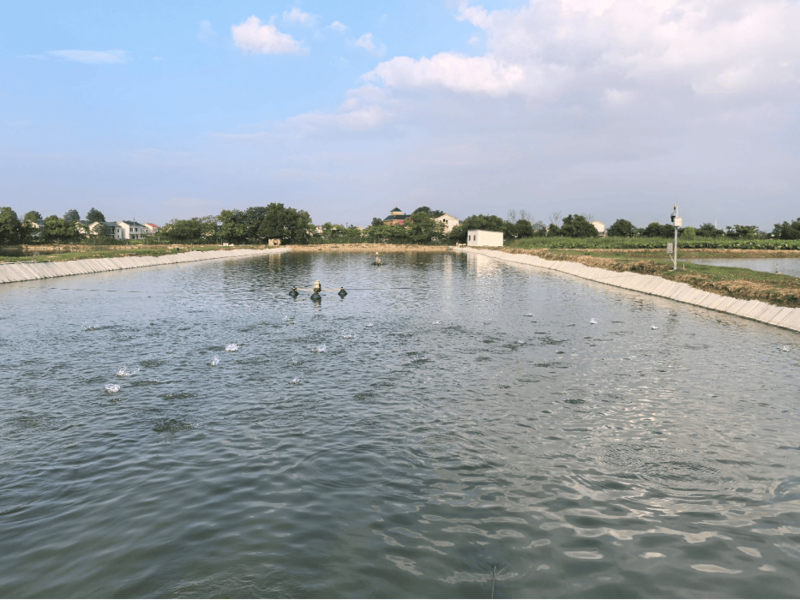 鱼市风向标：成鱼出售市场现状与未来趋势