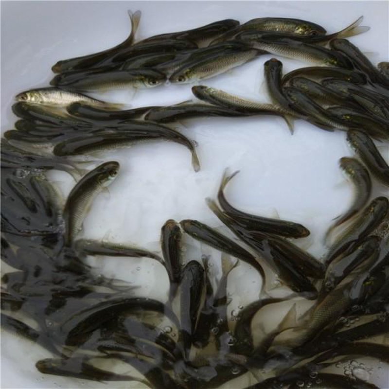 淡水鱼养殖业——一场生态与经济的共赢